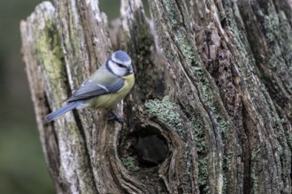 Blue tit (Parus caerulea), Emsland, Lower Saxony, Germany