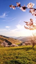 Landscape with a blooming apricot tree, idilyc spring nature, green grass and mountains in