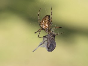 Garden spider (Araneus diadematus) with a spun insect, Sennestadt, Germany