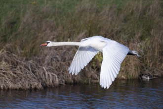 Cupped swan (Cygnus olor), swan in flight, North Rhine-Westphalia, Germany