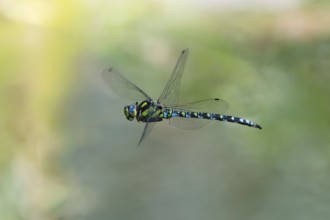 Blue-green mosaic maiden (Aeshna cyanea), dragonfly in flight, North Rhine-Westphalia, Germany