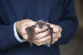 Brown long-eared (Plecotus auritus) is released after ringing, Brandenburg, Germany