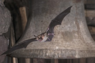 Big mouse ear (Myotis myotis), bat flying in front of church bell, Thuringia, Germany