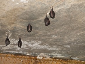 Small horseshoe nose (Rhinolophus hipposideros) hanging from the ceiling in the cellar, Thuringia,