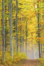 Hiking trail in beech forest (Fagus) in autumn colors, beech plants (Fagaceae), fog, autumn,