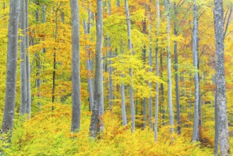 Beech forest (Fagus) in autumn colors, beech plants (Fagaceae), autumn, Leibertingen, Upper Danube
