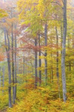 Beech forest (Fagus) in autumn colors, beech plants (Fagaceae), fog, autumn, Leibertingen, Upper