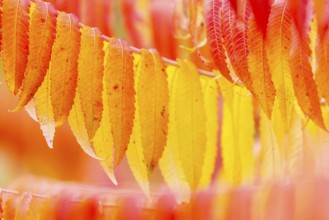Vinegar tree (Rhus typhina) in autumn colors, autumn, Krauchenwies, Upper Danube nature park Park,