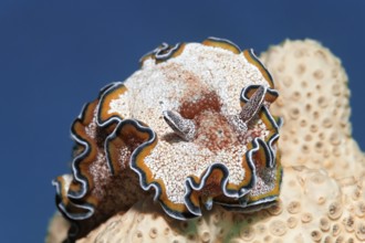 Golden Star Snail (Glossodoris cincta) on sponge, Red Sea, Marsa Alam, Egypt
