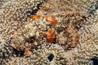 Bearded dragon head (Scorpaeninae) lies well camouflaged in leather coral, Arabian Sea, Indian