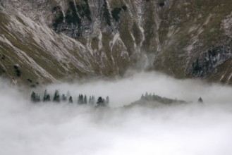 Ridge with conifers sticking out of fog, Allgäu Alps, near Oberstdorf, Oberallgäu, Allgäu, Bavaria,