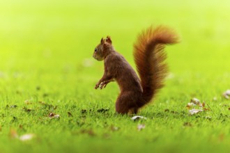 Squirrel (Sciurus vulgaris), wildlife, Germany