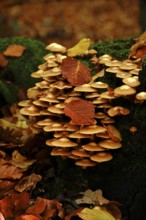 Autumn time, mushrooms in the forest, October, Germany