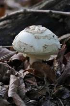 Autumn time, mushroom in the forest, October, Germany