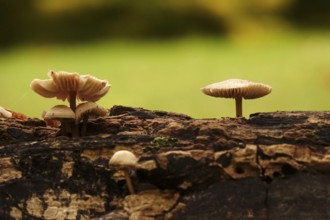 Autumn time, mushrooms in the forest, October, Germany