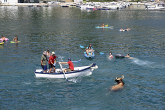 A bull is brought ashore by boat, Bous a la Mar, in English bulls in the sea, bullfighting, Javea