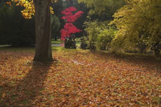 Maple, maple tree, red, autumn leaves, leaves, main cemetery, autumn, autumn, Stuttgart,