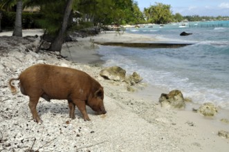 Pig, wild boar on Rangiroa beach in the South Pacific, Tahiti, French Polynesia