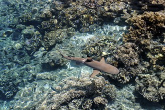 Blacktip reef shark over the corals of Fakarava, South Seas, Tahiti, French Polynesia