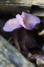 Purple lacquer funnel (Laccaria amethystina) in the forest, autumn time, October, Saxony, Germany