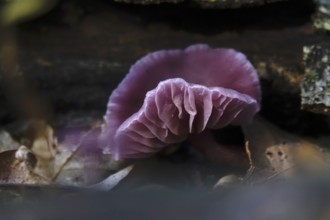 Purple lacquer funnel (Laccaria amethystina) in the forest, autumn time, October, Saxony, Germany