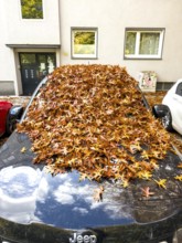 Autumn in town, car parked under deciduous tree, swamp oak, ground and vehicle covered with fallen