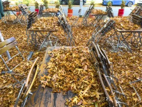 Autumn in town, car parked under deciduous tree, swamp oak, ground and vehicle covered with fallen