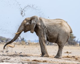 African elephant (Loxodonta africana), adult male, splashes water at the waterhole, Nxai Pan