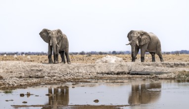 African elephant (Loxodonta africana), two adult males at the waterhole, Nxai Pan National Park,