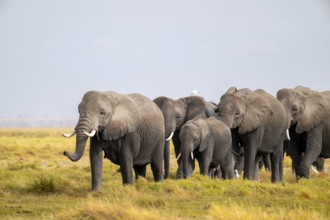 African elephant (Loxodonta africana) large herd with young animals and herons (Bubulcus ibis), in