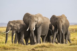 African elephant (Loxodonta africana) large herd with young animals, in morning light, Amboseli