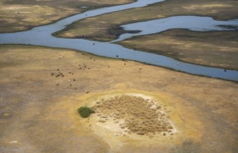 River landscape and grazing herd of cows, aerial view, Okavango Delta, Botswana
