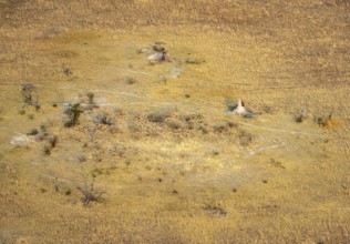 Dry savanna with yellow grass and termite hills, aerial view, Okavango Delta, Botswana