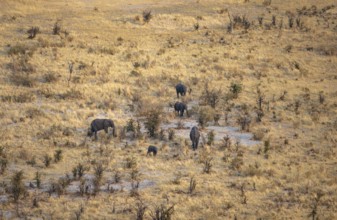 Small herd of elephants in dry savanna with yellow grass, African elephant (Loxodonta africana),