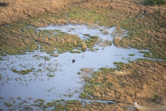Hippopotamus (Hippopatamus amphibius) in water, freshwater marshland, marshland, aerial view,