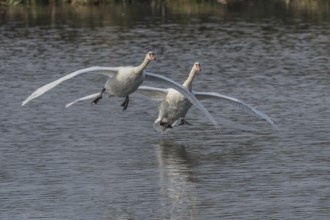 Two swans fly gracefully across a quiet pond, their wide-spreading wings illuminated by soft