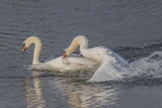 Swan chases rivals across a calm body of water. One of the swans squirts and brings life to the