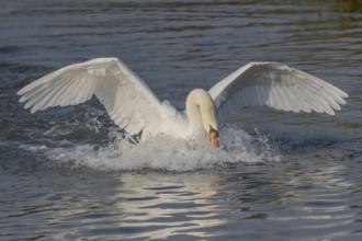 Majestic Swan Runs on Water on a Calm Water Surface The sun's rays illuminate the scene and create