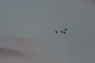 Birds fly in groups in the sky, which is painted in warm colors at sunset. Red and purple clouds