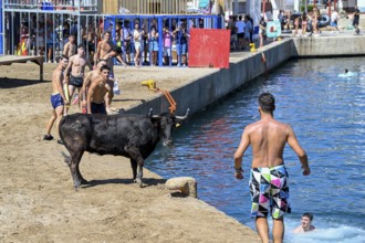 Bous a la Mar Fair, in English Bulls in the Sea, Bullfighting, Javea or Xàbia, Alicante Province,