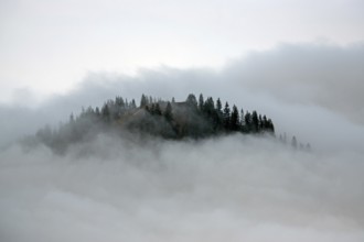 Ridge with conifers sticking out of fog, Allgäu Alps, near Oberstdorf, Oberallgäu, Allgäu, Bavaria,