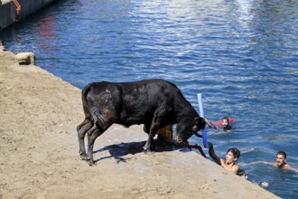 Bous a la Mar Fair, in English Bulls in the Sea, Bullfighting, Javea or Xàbia, Alicante Province,