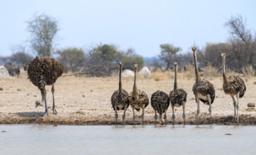 African ostrich (Struthio camelus), mother and six juvenile young animals, animal family, group