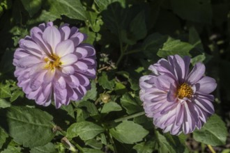 Dahlia (Dahlia), Emsland, Lower Saxony, Germany