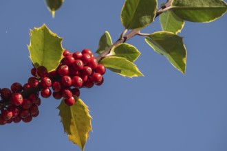 Holly (Ilex aquifolium), fruits, Emsland, Lower Saxony, Germany