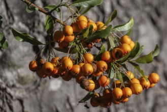 Firethorn (Pyracantha), fruits, Emsland, Lower Saxony, Germany