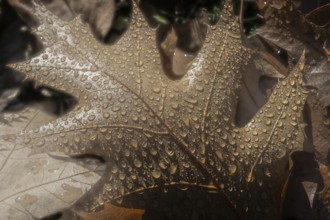 Dew drops on the leaf of a red oak (Quercus rubra), Emsland, Lower Saxony, Germany