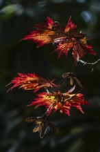 Adenhut leaf maple (Acer japonicum aconitifolium), autumn leaves, Emsland, Lower Saxony, Germany