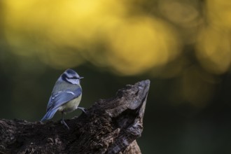 Blue tit (Parus caerulea), Emsland, Lower Saxony, Germany