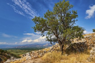 Tree in a ruined landscape, archaeological site, UNESCO World Heritage Site, Mycenae, Mycenae,